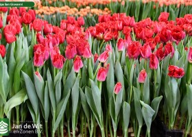 Tulipa San Giovanni ® (1)